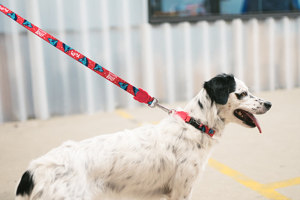 30% OFF: Zee.Dog Dog Leash (Uni) - Kohepets