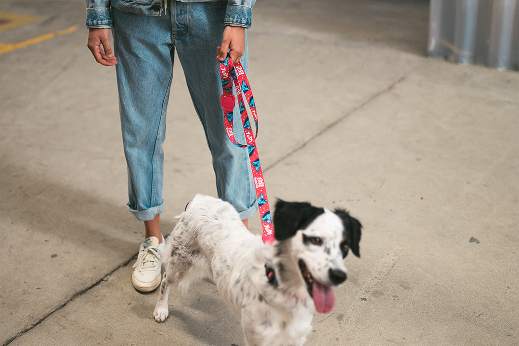 30% OFF: Zee.Dog Dog Leash (Uni) - Kohepets