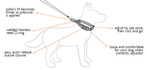 EzyDog Checkmate Dog Collar - Medium - Kohepets