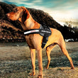 EzyDog Convert Harness - Medium - Kohepets