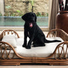 Fura Albi Rattan Bed For Cats & Dogs (Almond)