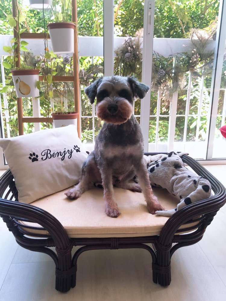 Furnish Kitkat Dog Bed (Coffee Brown BL) - Kohepets