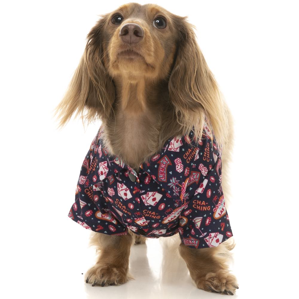 10% OFF: FuzzYard Button Up Shirt For Dogs (Jackpup)