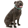 15% OFF: FuzzYard Dog Collar (Gor-illz)