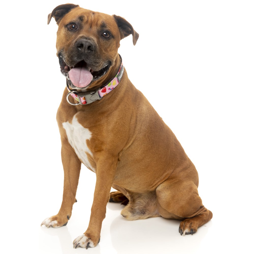 Fuzzyard Dog Collar (Jelly Bears) - Kohepets