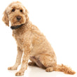 FuzzYard Dog Collar (Savanna)