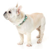 Fuzzyard Dog Collar (Tuscon) - Kohepets