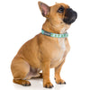Fuzzyard Dog Collar (Tuscon) - Kohepets