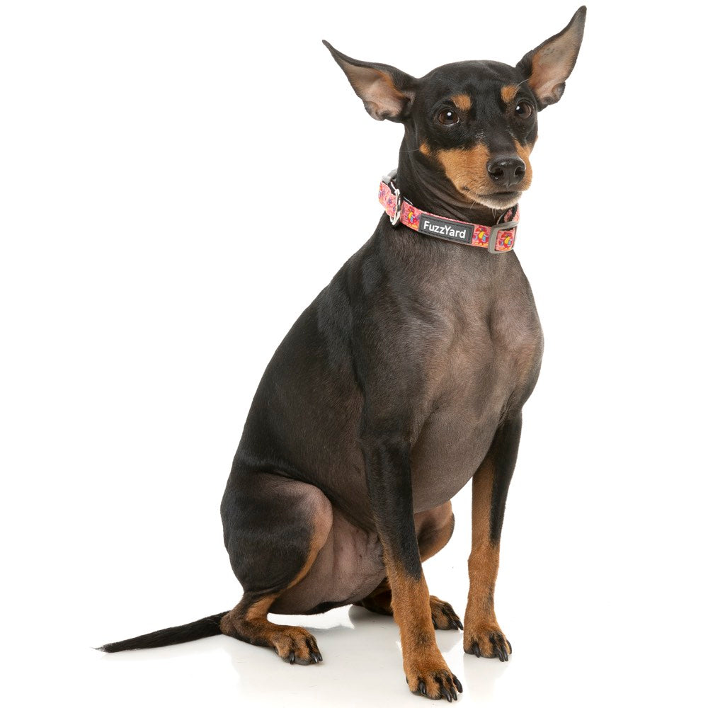 FuzzYard Dog Collar (Two-Cans)