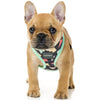 FuzzYard Rad Dog Harness (discontinued) - Kohepets