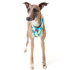 FuzzYard South Beach Dog Harness - Kohepets