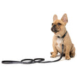 Fuzzyard Dog Leash (Yeezy) - Kohepets