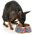 15% OFF: FuzzYard Easy Feeder Dog Bowl (Highscore)