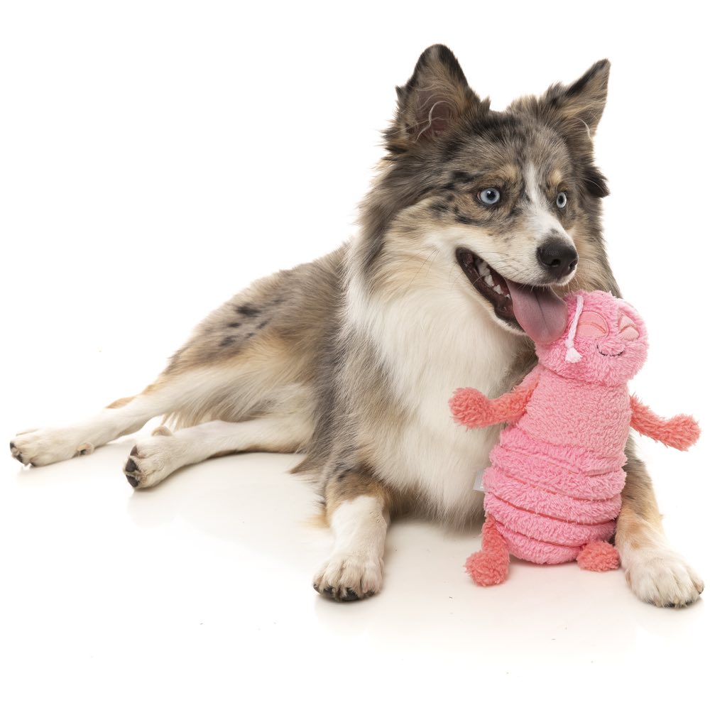 FuzzYard Flutter The Bed Bug Plush Dog Toy (Pink)