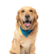 FuzzYard Pet Bandana (Kings of Gold School) - Kohepets