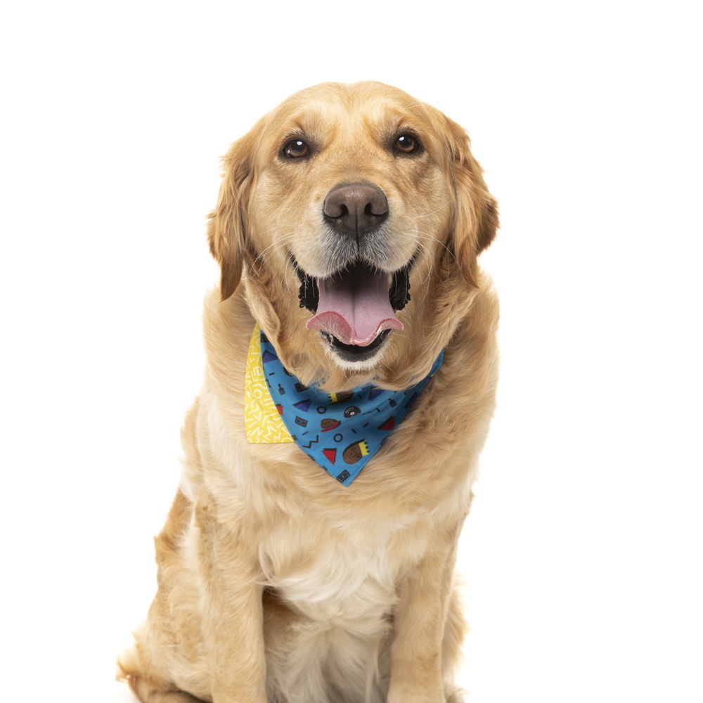 FuzzYard Pet Bandana (Kings of Gold School) - Kohepets