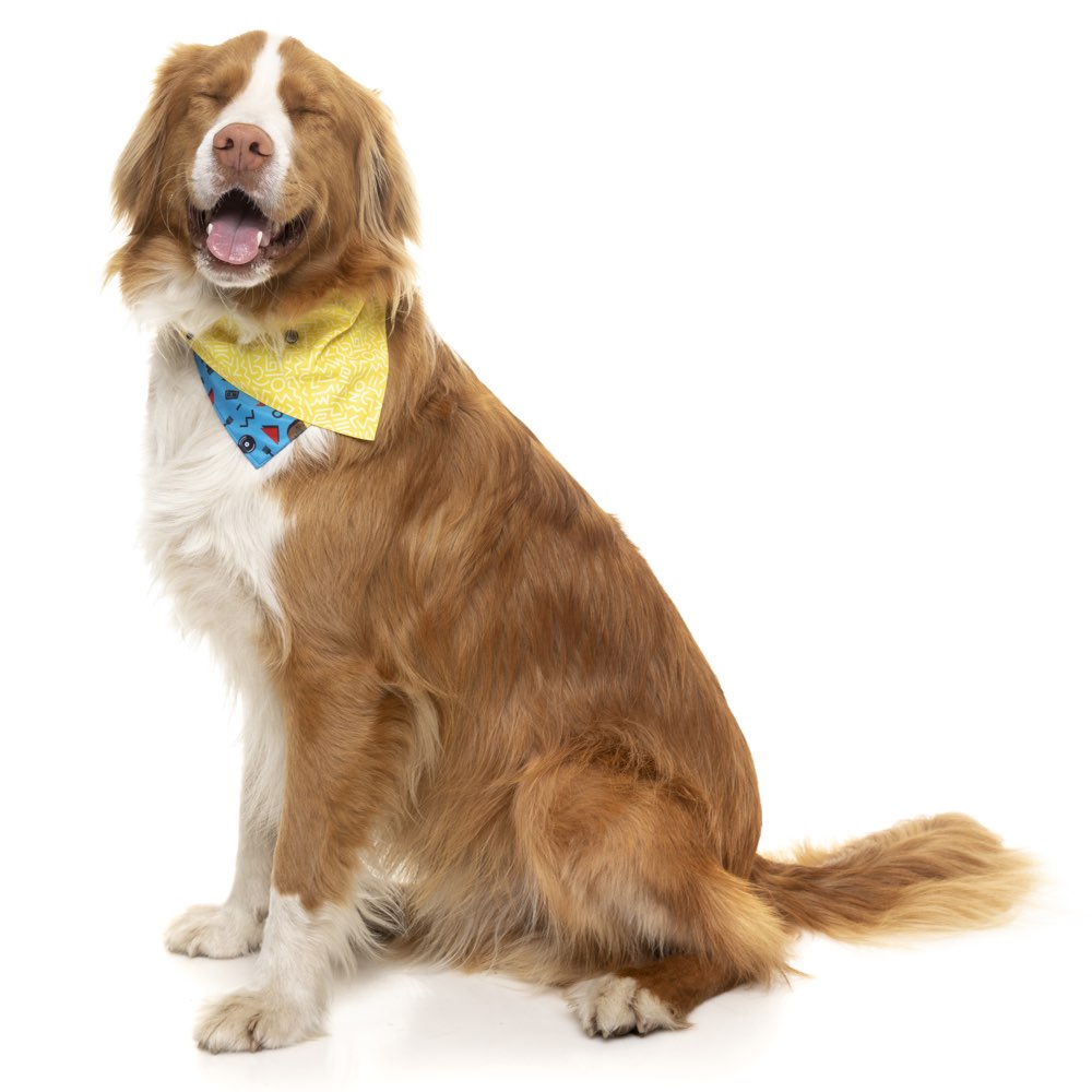 FuzzYard Pet Bandana (Kings of Gold School) - Kohepets