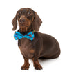 Fuzzyard Pet Bow Tie (Kings of Gold School) - Kohepets