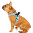 FuzzYard Step-In Dog Harness (Hey Suckers!)