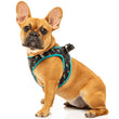 FuzzYard Step-In Dog Harness (Volt!)