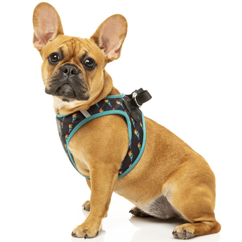 FuzzYard Step-In Dog Harness (Volt!)