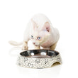 FuzzYard Easy Feeder Cat Dish - Kaos (discontinued) - Kohepets