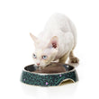 FuzzYard Easy Feeder Cat Dish - Voltage (discontinued) - Kohepets