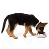 FuzzYard Easy Feeder Dog Bowl - Fresh Cupcakes (discontinued) - Kohepets