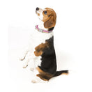 FuzzYard Magnifique Dog Collar (discontinued)
