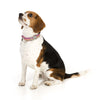 FuzzYard Magnifique Dog Collar (discontinued) - Kohepets