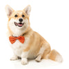 Fuzzyard Pet Bow Tie (Orange) - Kohepets