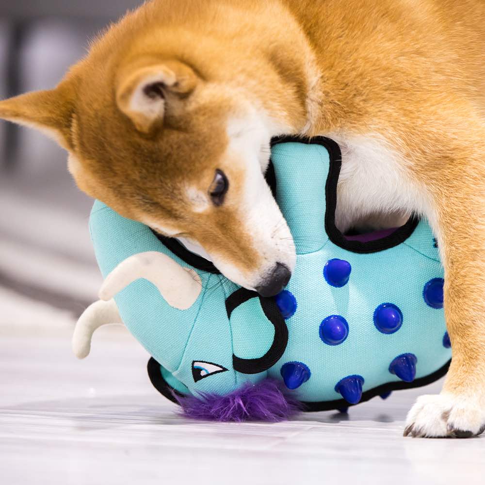 KOHE-VERSARY 10% OFF: GiGwi Duraspikes Extra Durable Plush Dog Toy (Orange Coon)