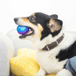 KOHE-VERSARY 10% OFF: GiGwi Squeaky Ball Dog Toy (Purple/Blue)