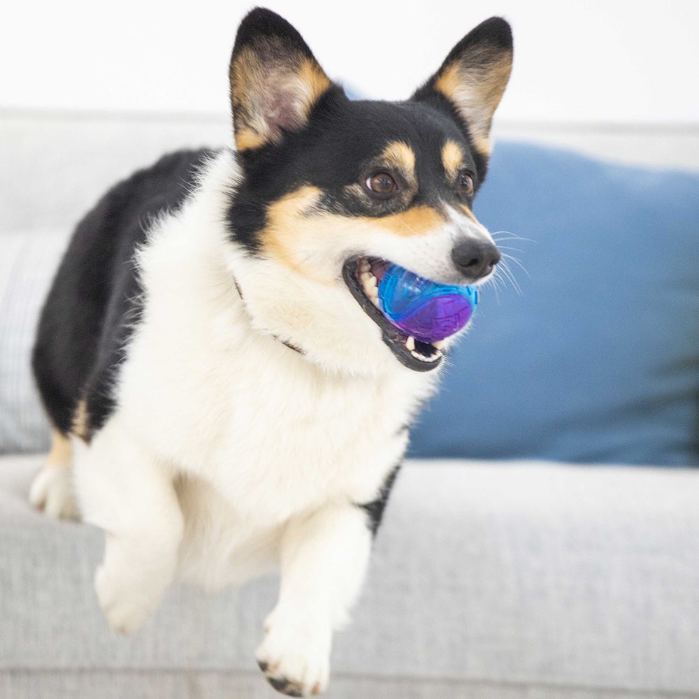 KOHE-VERSARY 10% OFF: GiGwi Squeaky Ball Dog Toy (Purple/Blue)