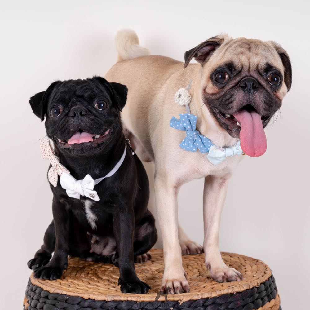 Hey Cuzzies Bow Dog Necklace (Blue) - Kohepets