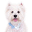 Hey Cuzzies Bow Dog Necklace (Blue)