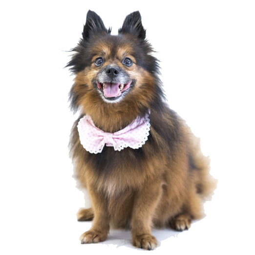 Hey Cuzzies Convertible Bandana For Dogs (Perry) - Kohepets