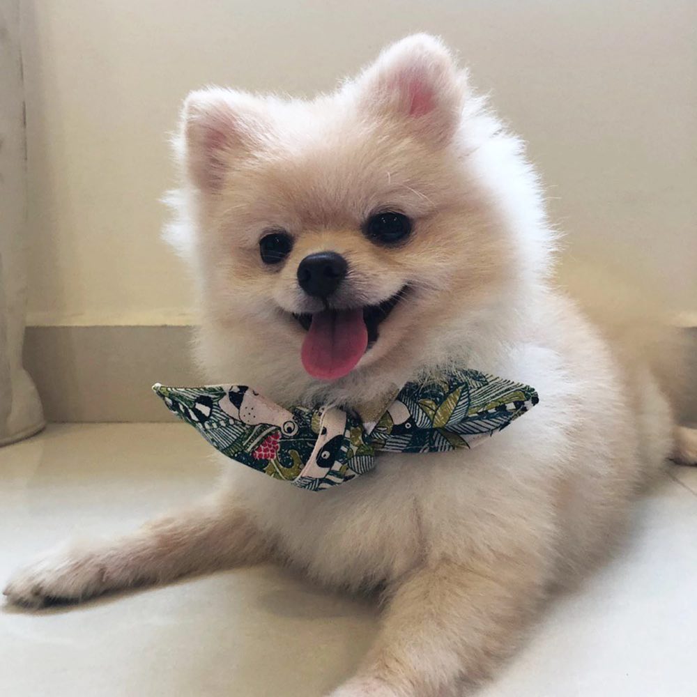 Hey Cuzzies Zoology Reversible Scarf for Cats & Dogs - Kohepets