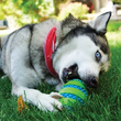 Kong Squeezz Goomz Ring Dog Toy - Kohepets