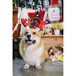 EXCLUSIVE: Kohepets Christmas Photoshoot Package - Kohepets