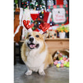 EXCLUSIVE: Kohepets Christmas Photoshoot Package - Kohepets
