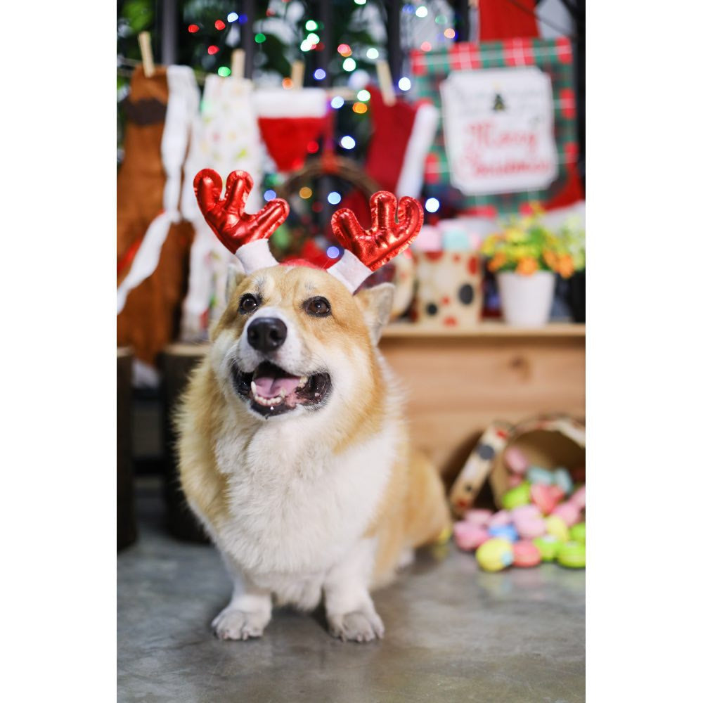 EXCLUSIVE: Kohepets Christmas Photoshoot Package - Kohepets