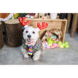 EXCLUSIVE: Kohepets Christmas Photoshoot Package - Kohepets