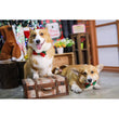 EXCLUSIVE: Kohepets Christmas Photoshoot Package - Kohepets