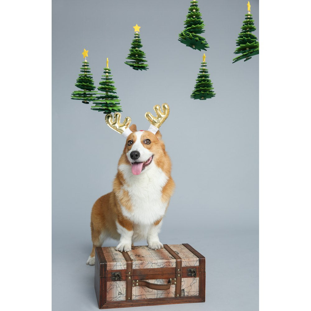 EXCLUSIVE: Kohepets Christmas Photoshoot Package - Kohepets
