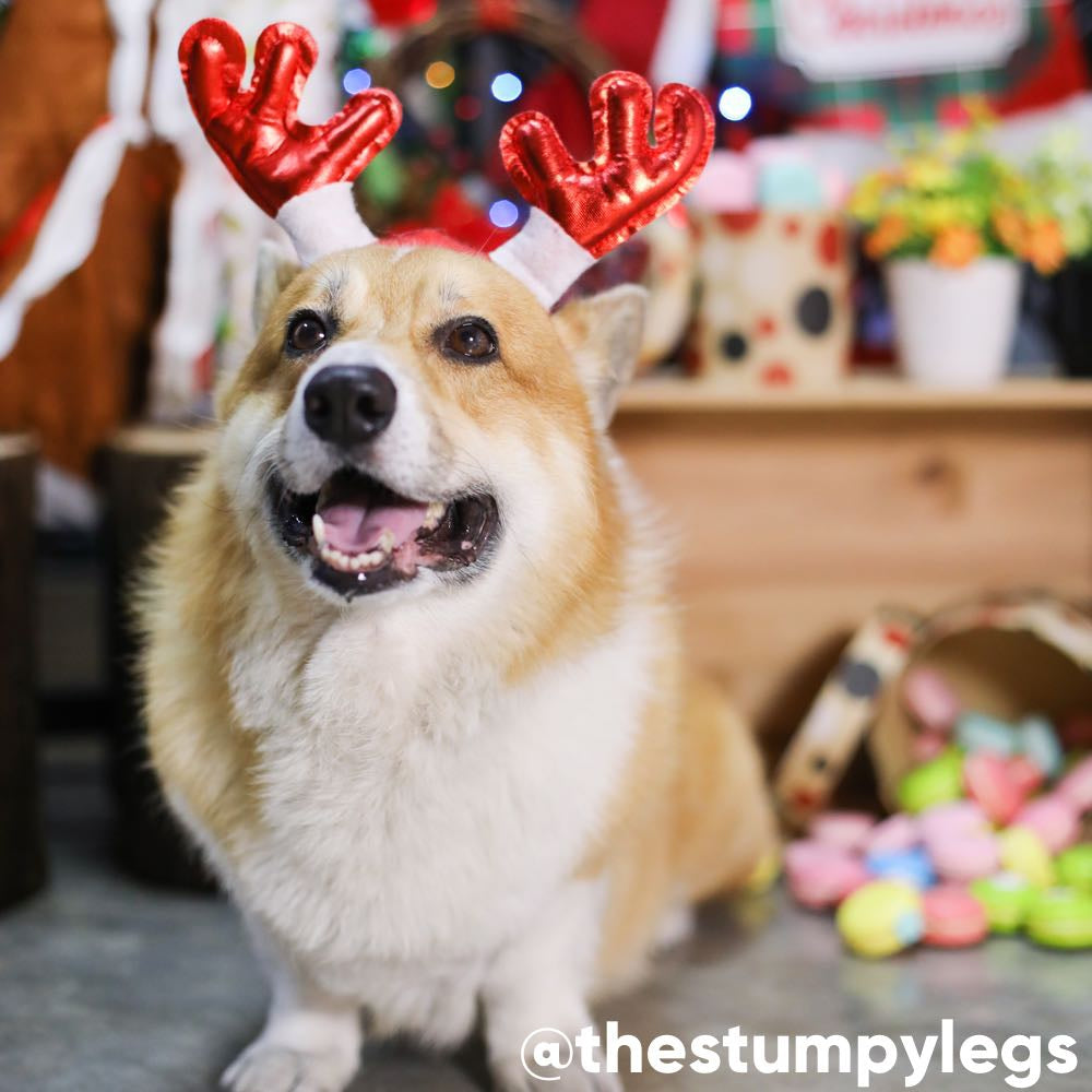 CNY PROMO: Kohepets 1-Hour Photoshoot Session (Valentine's Day/Lunar New Year-Themed) - Kohepets