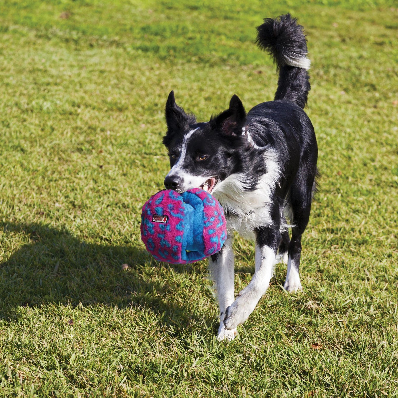 KONG Funzler Dog Toy Blue/Pink - Kohepets