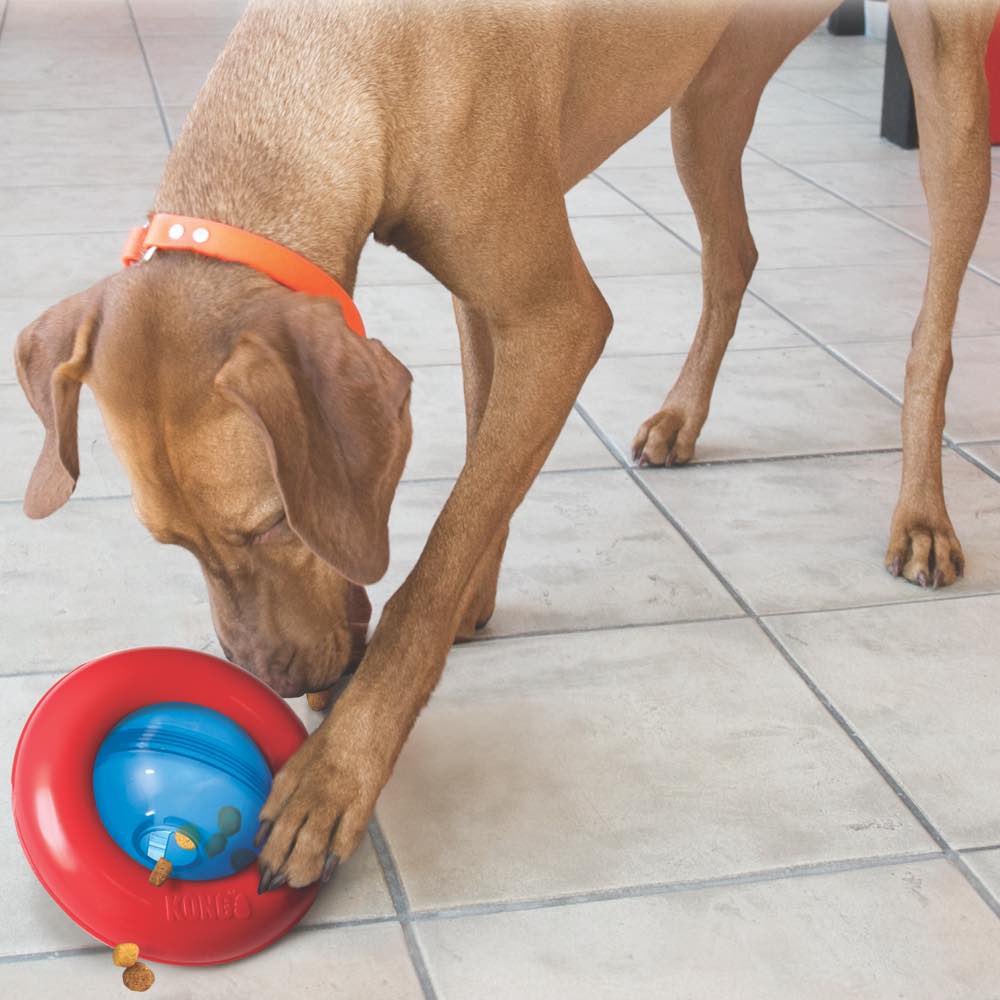 Kong Gyro Interactive Dog Toy - Kohepets