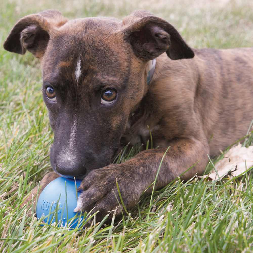 Kong Puppy Ball Dog Toy (Small) - Kohepets