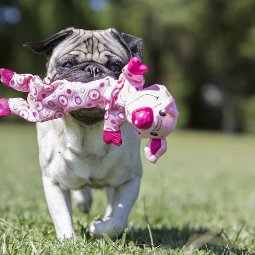 KONG Stretchezz Hedgehog Dog Toy Large Kohepets